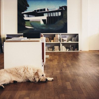 Bürohund Balu im Architekturbüro Schindhelmarchitekten 